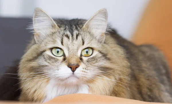 Gato siberiano branco marrom no sofá — Fotografia de Stock