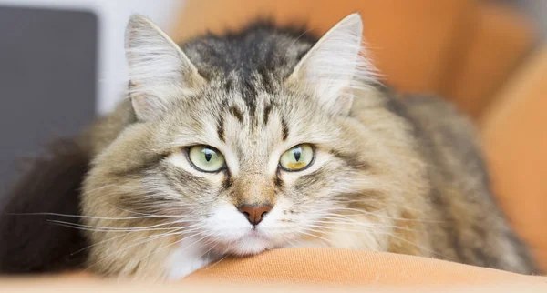 Gato siberiano blanco marrón en el sofá —  Fotos de Stock