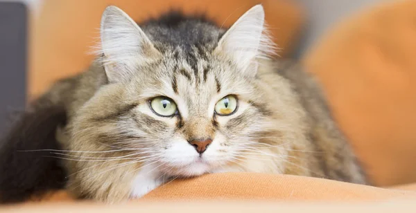 Kahverengi beyaz siberian kedi kanepede Stok fotoğrafçılık ©endomass