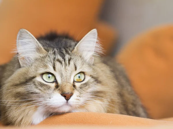 Gato siberiano branco marrom no sofá — Fotografia de Stock