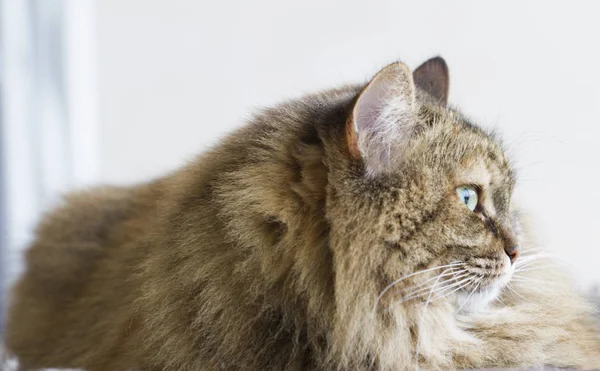 Brown tabby sgombro gatto di razza siberiana — Foto Stock