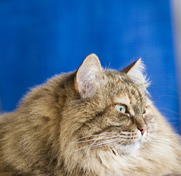 Makrela Mora brązowy kot rasy syberyjski — Zdjęcie stockowe