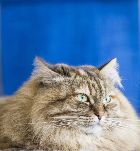 Makrela Mora brązowy kot rasy syberyjski — Zdjęcie stockowe