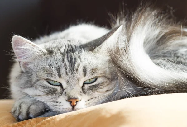 Gorgeous silver cat of siberian breed — Stock Photo, Image