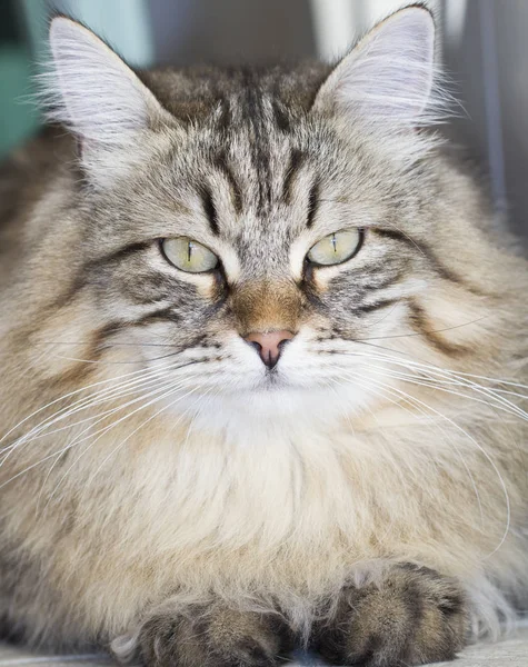 Kot syberyjski męskich Dworzu — Zdjęcie stockowe
