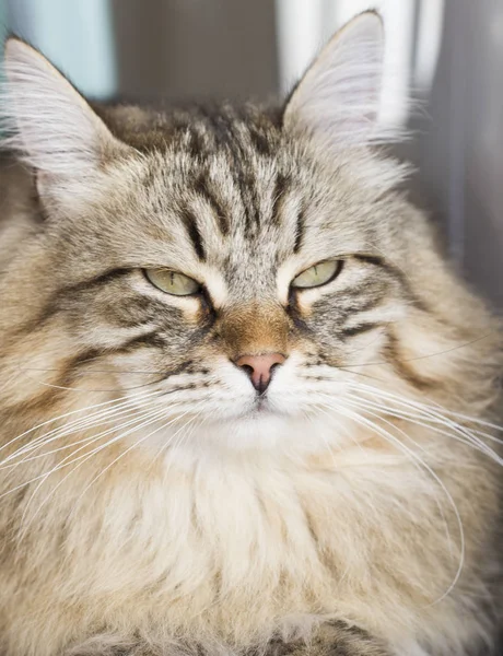 Чоловічий сибірський кіт на відкритому повітрі — стокове фото