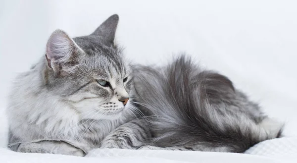 Przepiękny srebrny kot rasy syberyjski — Zdjęcie stockowe
