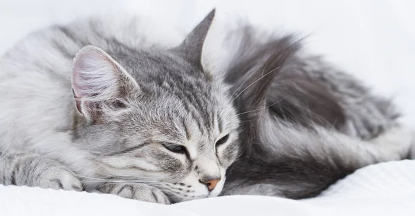 Nádherná stříbrná kočka plemene sibiřský — Stock fotografie