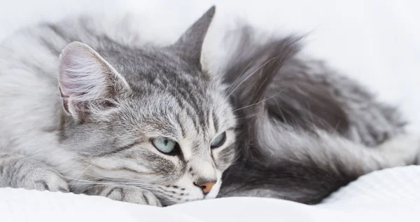 华丽的银猫的皮毛的西伯利亚 — 图库照片