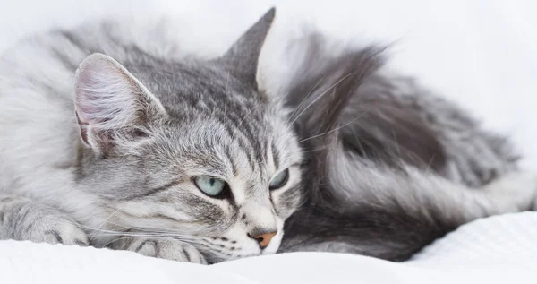 Bildergebnis für silver cat