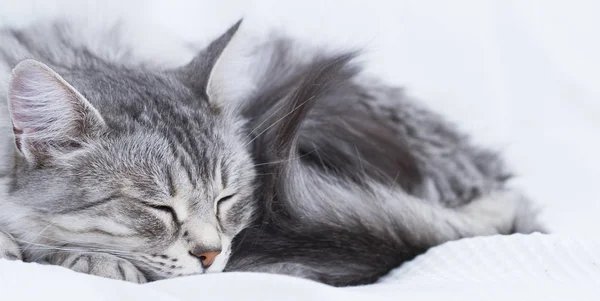 Gyönyörű ezüst macska-szibériai fajta — Stock Fotó