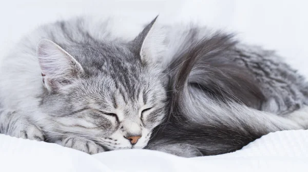 Lindo gato de prata da raça siberiana — Fotografia de Stock