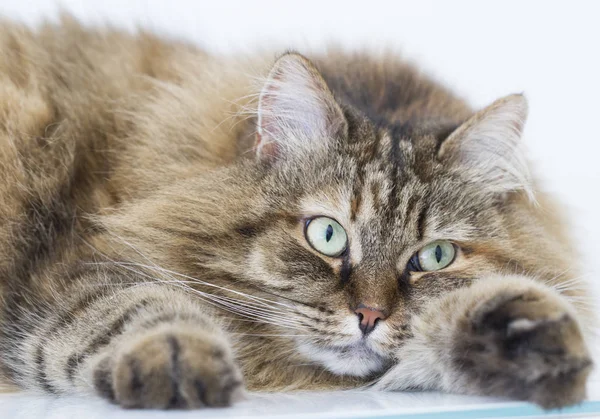 Brown tabby sgombro gatto di razza siberiana — Foto Stock