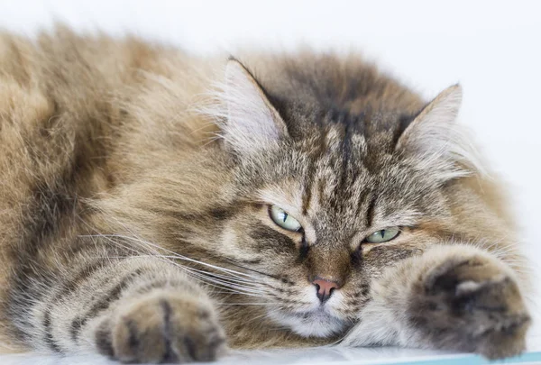 Braun gestromte Makrele Katze sibirischer Rasse — Stockfoto
