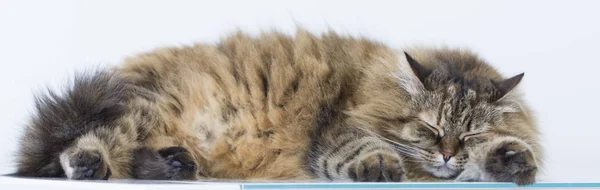 시베리아 품종의 아름 다운 갈색 고양이 — 스톡 사진