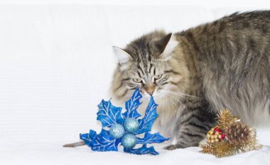 bir Noel dekorasyonu ile kahverengi kedi