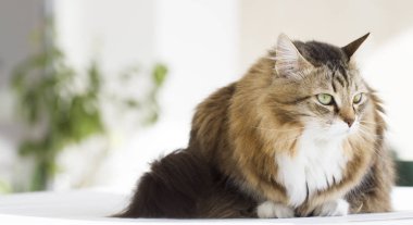 güzel siberian kedi açık