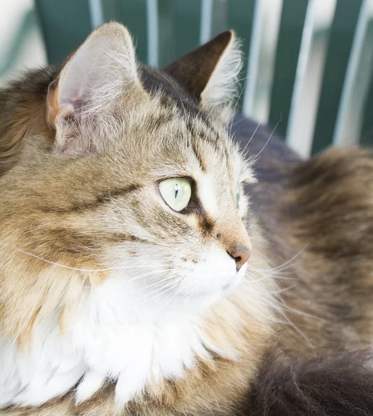 Mooie Siberische kat buiten — Stockfoto