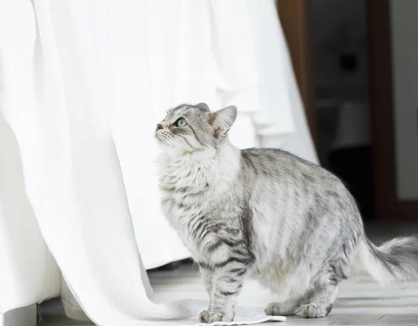 Красива срібна кішка в будинку — стокове фото