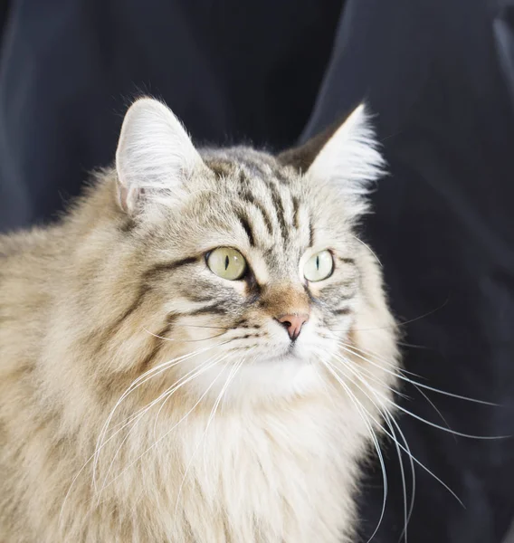 Gato siberiano de pelo largo marrón —  Fotos de Stock