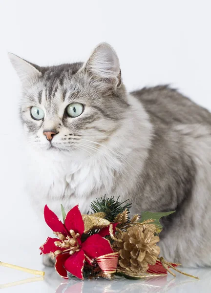 Silver cat with Christmas decoration — Stock Photo, Image