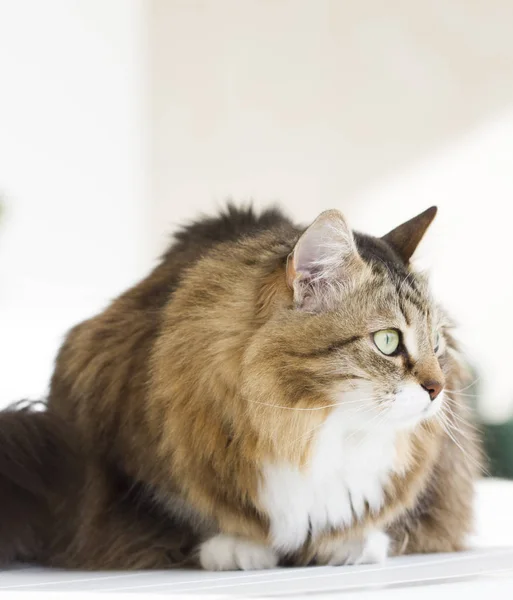 Beau chat sibérien en plein air — Photo