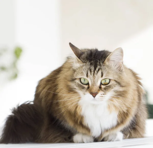 Kot syberyjski piękny odkryty — Zdjęcie stockowe