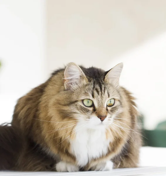 Beau chat sibérien en plein air — Photo