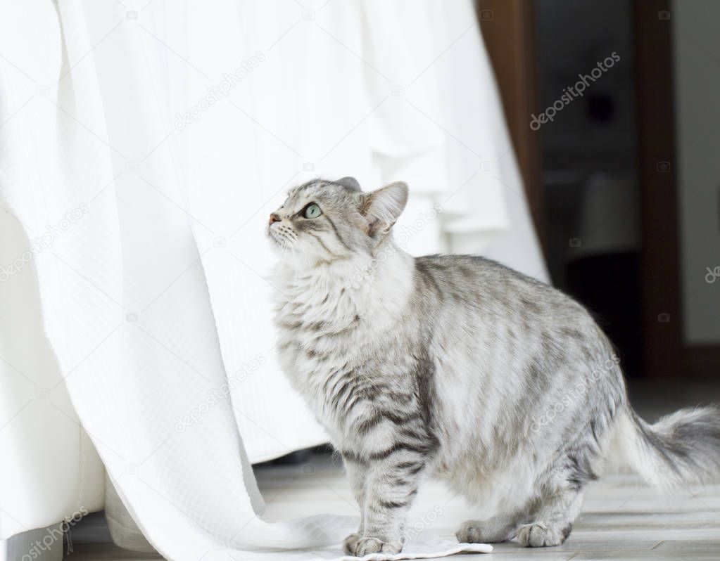 Beaute Chat Argente Dans La Maison Image Libre De Droit Par Endomass C Beaute Chat Argente Dans La Maison Image Libre De Droit Par Endomass C