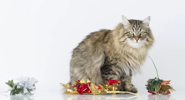 Brown cat with a Christmas decoration — Stock Photo, Image