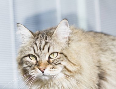 Güneş, bahçedeki kahverengi kedi