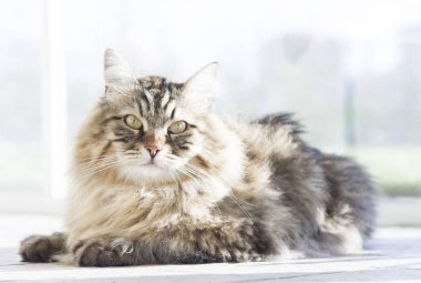 kahverengi uzun saçlı kedi Sibirya doğurmak içinde garedn yalan