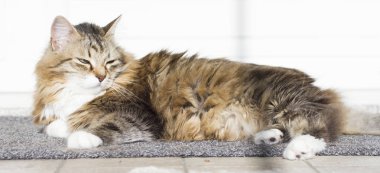 Sibirya cins bahçede şeker kahverengi beyaz kedi