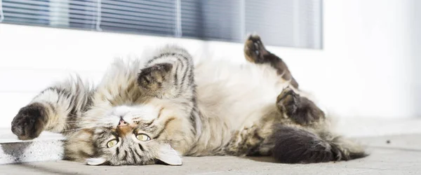 Gato marrom de raça siberiana, alongamento no jardim — Fotografia de Stock