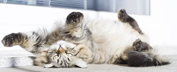 Gato marrón de raza siberiana, estirándose en el jardín —  Fotos de Stock