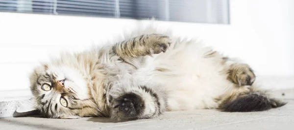 Braune Katze sibirischer Rasse, die sich im Garten ausstreckt — Stockfoto