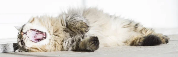 Gato castanho bocejo, raça siberiana — Fotografia de Stock