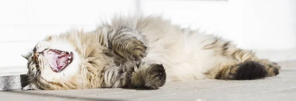 Brown cat yawning, siberian breed — Stock Photo, Image
