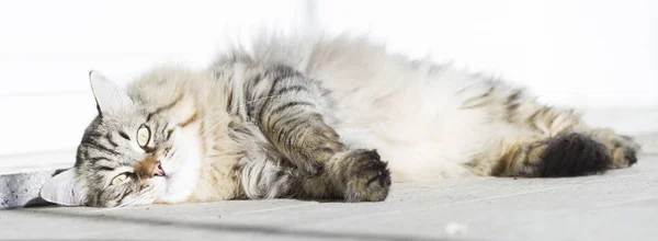 Braune Langhaarkatze sibirischer Rasse liegt im Garedn — Stockfoto