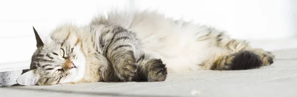 Brown long haired cat of siberian breed lying in the garedn — Stock Photo, Image