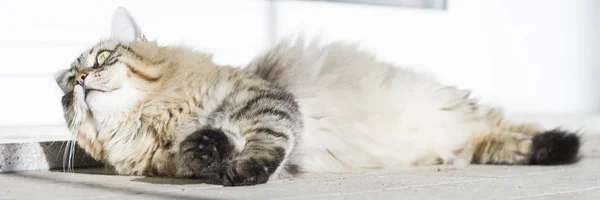 Bruin langharige kat van Siberische ras liggen in de garedn — Stockfoto