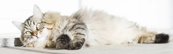 Braune Langhaarkatze sibirischer Rasse liegt im Garedn — Stockfoto