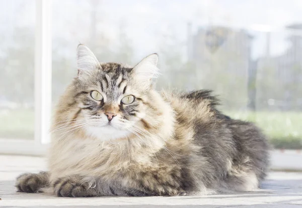 Brown long haired cat of siberian breed lying in the garedn — Stock Photo, Image