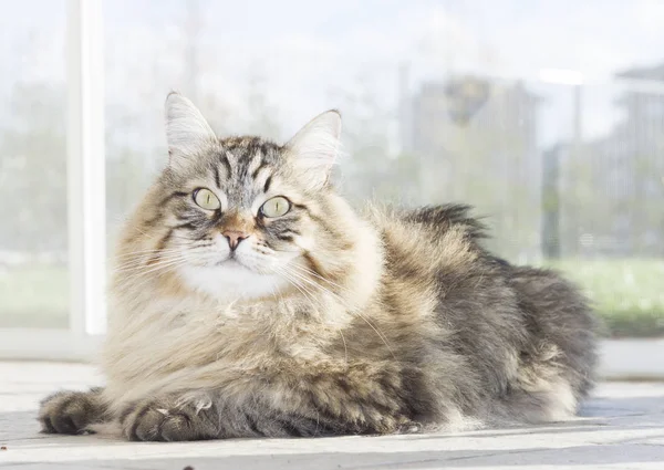 kahverengi uzun saçlı kedi Sibirya doğurmak içinde garedn yalan