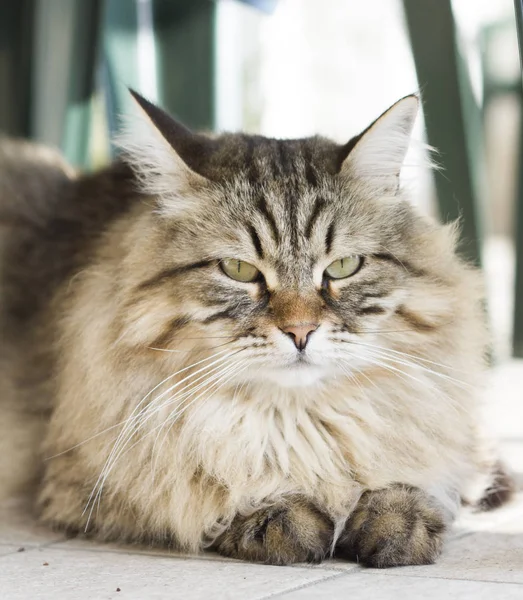 Gato de cabelos longos marrom da raça siberiana que jaz no garedn — Fotografia de Stock