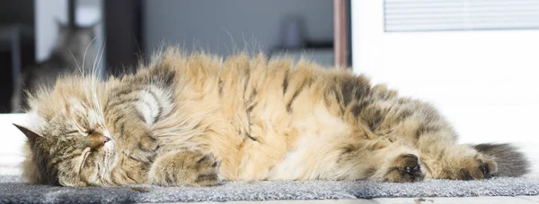 Pelzige braune Katze sibirischer Rasse im Freien — Stockfoto