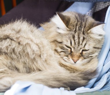 elbise ile sandalyeye kahverengi uzun saçlı siberian kedi