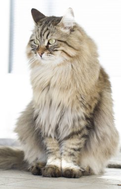 Sibirya doğurmak bahçesinde çok güzel kahverengi kedi