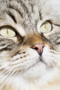 Sibirya doğurmak kahverengi uzun saçlı kedi ön plan