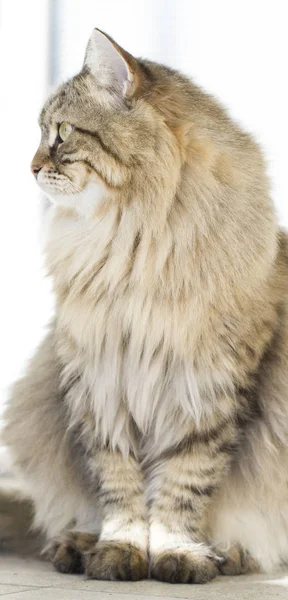 Sibirya doğurmak bahçesinde çok güzel kahverengi kedi — Stok fotoğraf